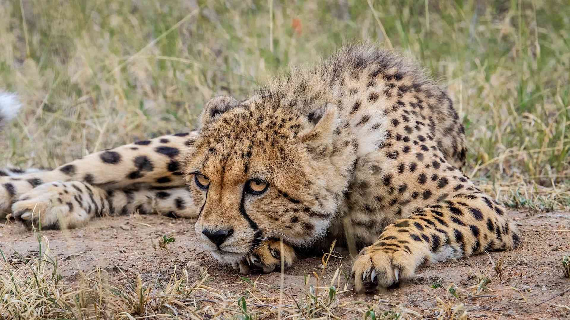 BirdImages Explore South Africa & Kruger with private guides and a tailor-made itinerary.