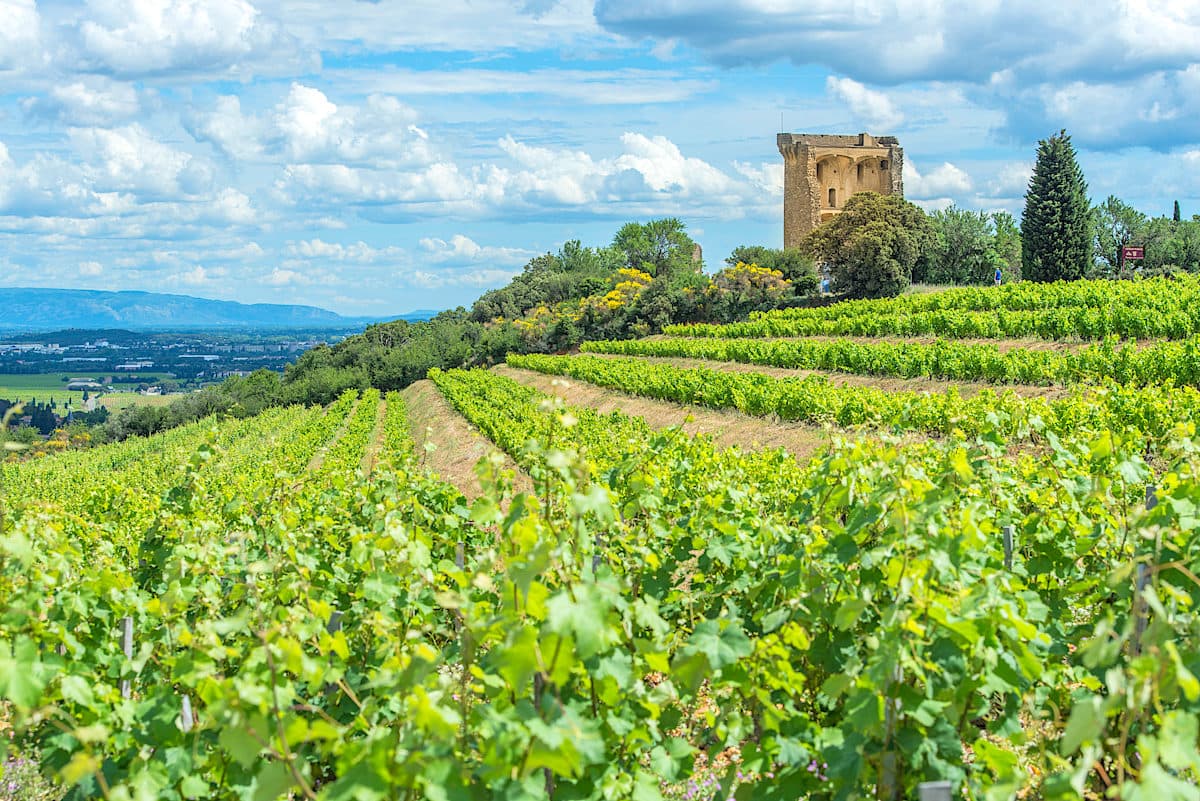 Lavender Fields and the World-Renowned Wines of Provence