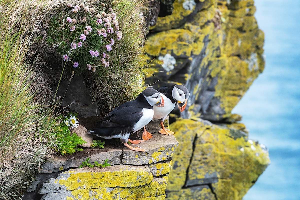 Discover Iceland's Majestic Waterfall